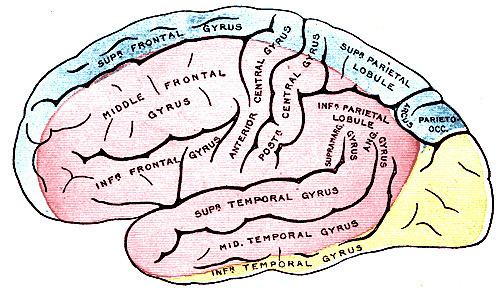 Anterior cerebral artery