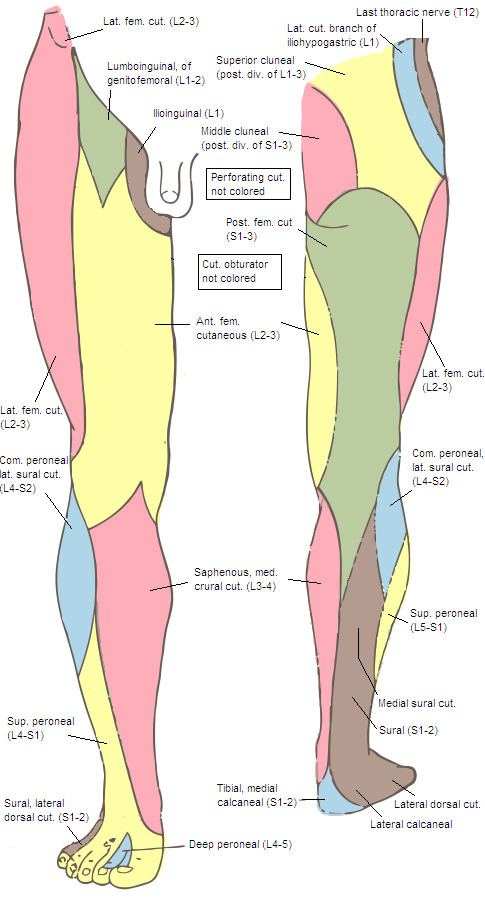 Anterior cutaneous branches of the femoral nerve