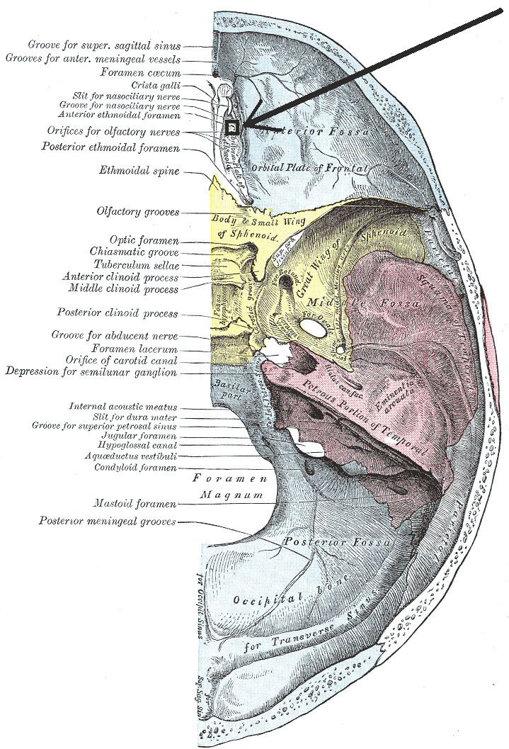 Anterior ethmoidal foramen