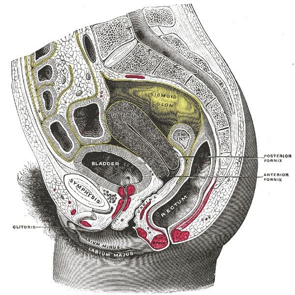Anterior fornix erogenous zone