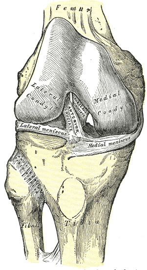 Anterior ligament of the head of the fibula