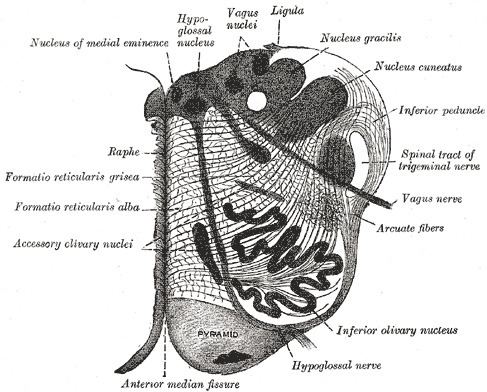 Anterior median fissure of the medulla oblongata