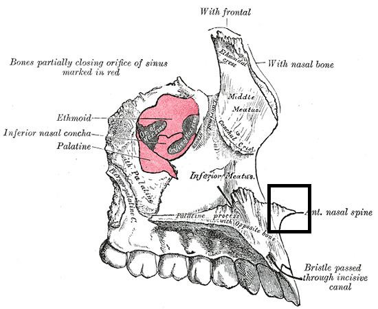 Anterior nasal spine