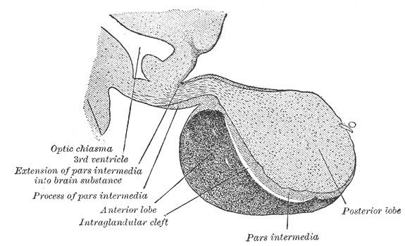 Anterior pituitary