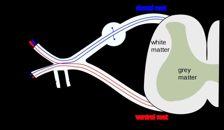 Anterior ramus of spinal nerve