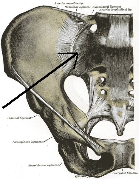 Anterior sacroiliac ligament