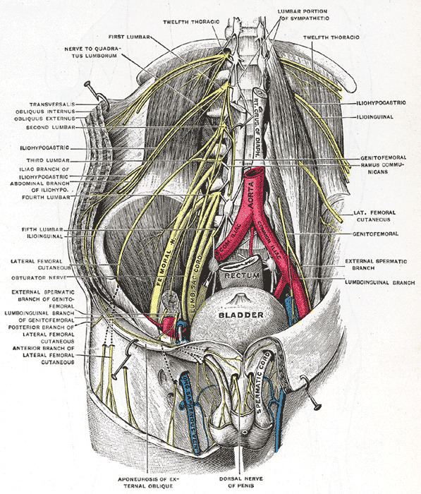 Anterior scrotal nerves