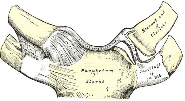 Anterior sternoclavicular ligament