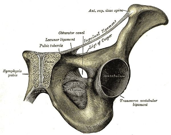 Anterior superior iliac spine