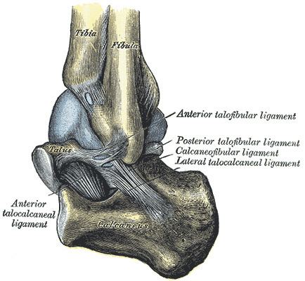 Anterior talocalcaneal ligament