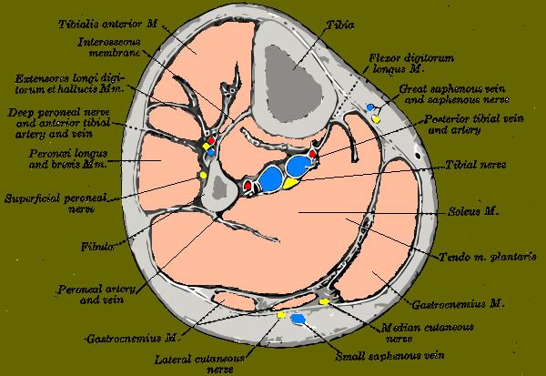 Anterior tibial artery