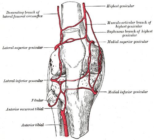 Anterior tibial recurrent artery