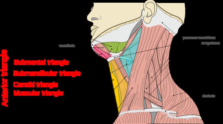 Anterior triangle of the neck