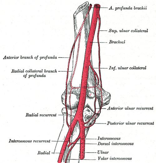 Anterior ulnar recurrent artery