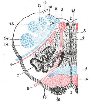 Anterolateral sulcus of medulla