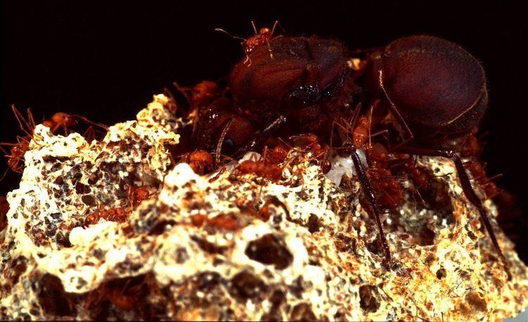 Ant–fungus mutualism