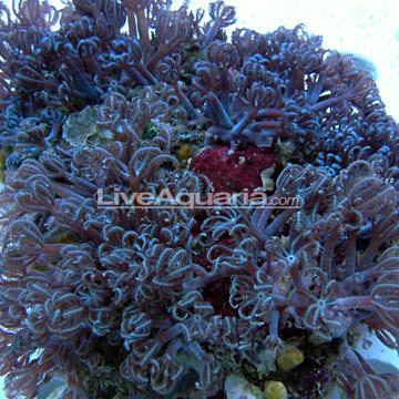 Anthelia (coral) Saltwater Aquarium Corals for Marine Reef Aquariums Waving Hand Blue
