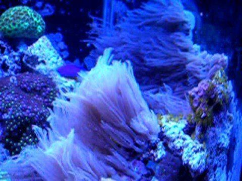 Anthelia (coral) Anthelia waving hand coral YouTube