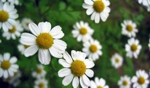 Anthemis Anthemis Nobilis Roman Chamomile Extract Oil Benefits Uses