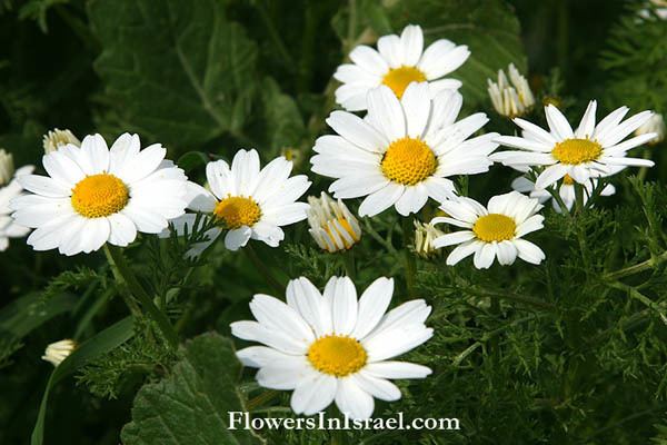 Anthemis Anthemis pseudocotula