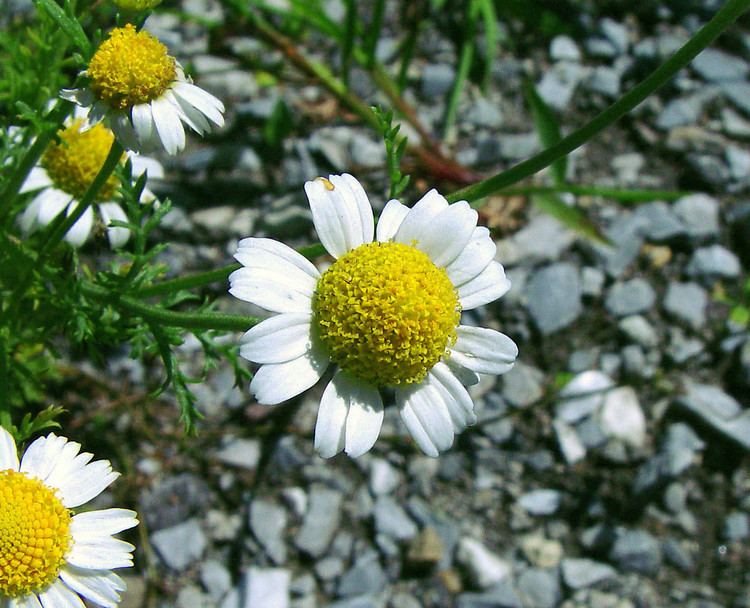 Anthemis Anthemis cotula stinking chamomile Go Botany