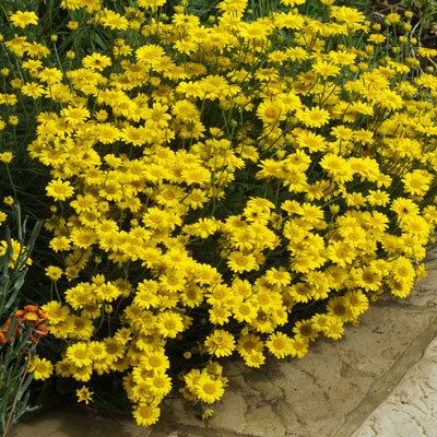 Anthemis Anthemis tinctoria 39EC Buxton dwarf39 Dorset Perennials