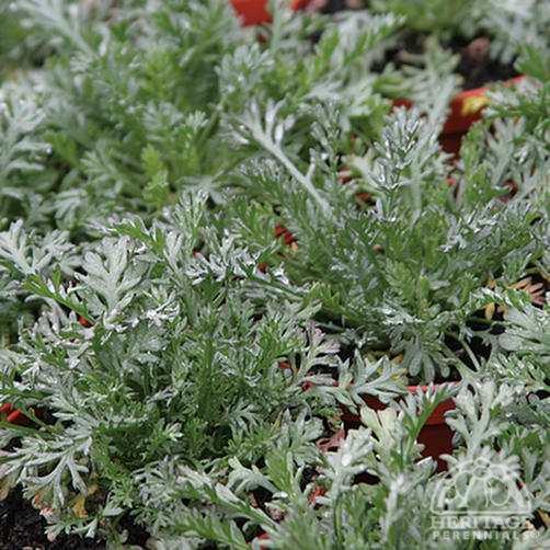 Anthemis carpatica Plant Profile for Anthemis carpatica Snow Carpet White Marguerite