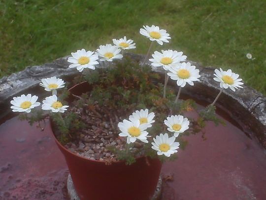 Anthemis carpatica Anthemis carpatica 39Karpatenschnee39 Grows on You
