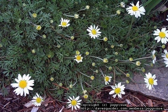 Anthemis carpatica PlantFiles Pictures Mountain DogDaisy White Mat Chamomile Snowy