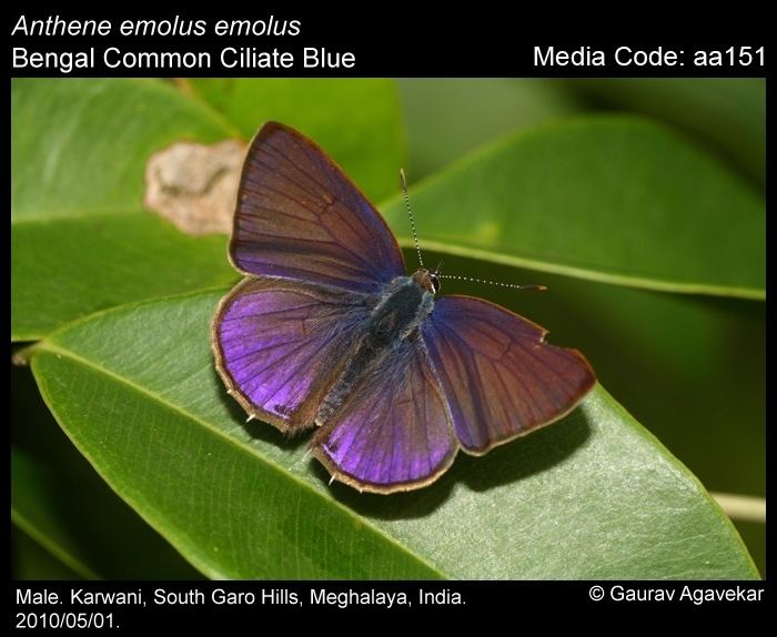 Anthene Anthene emolus Common Ciliate Blue Butterflies of India