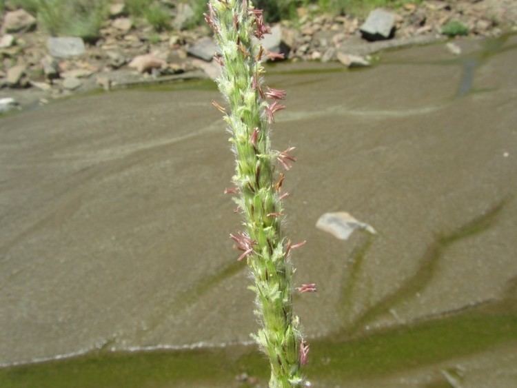 Anthephora Kyffhuser flora Anthephora pubescens