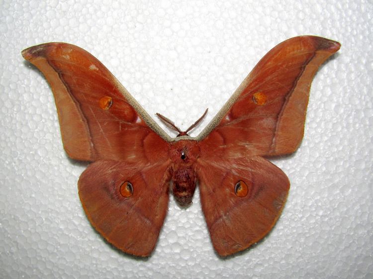 Antheraea assamensis Moga Silk Moth Antheraea assamensis male Helfer 1837 Flickr
