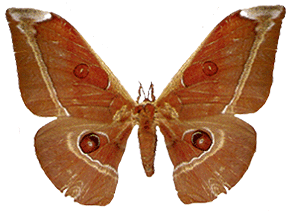 Antheraea assamensis The Moths of Borneo