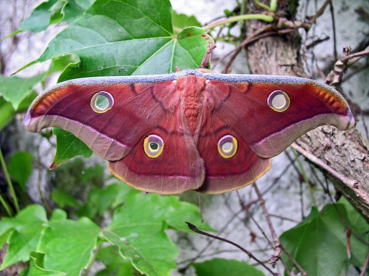 Antheraea mylitta 12 UncommonSighted And Attractive Butterfly Species MylifescoopNet