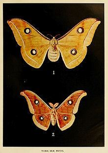 Antheraea paphia httpsuploadwikimediaorgwikipediacommonsthu