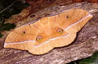 Antheraea pernyi Antheraea pernyi Chinese oak silk moth