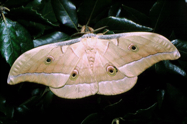 Antheraea pernyi Antheraea pernyi