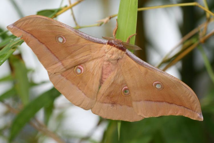 Antheraea pernyi Get Antheraea pernyi livestock for free