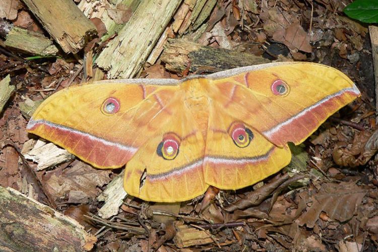 Antheraea yamamai Bestimmungshilfe des Lepiforums Antheraea Yamamai