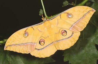 Antheraea yamamai Moths and Butterflies of Europe and North Africa