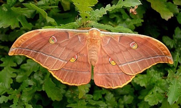 Antheraea yamamai Antheraea yamamai