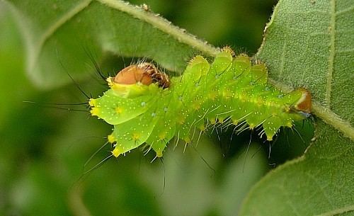 Antheraea yamamai Antheraea yamamai