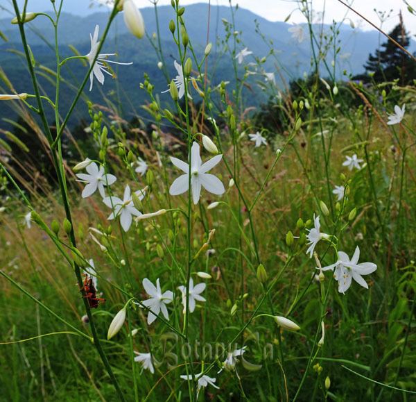 Anthericum ramosum Anthericum ramosum Botanically Inclined Seed Adventures