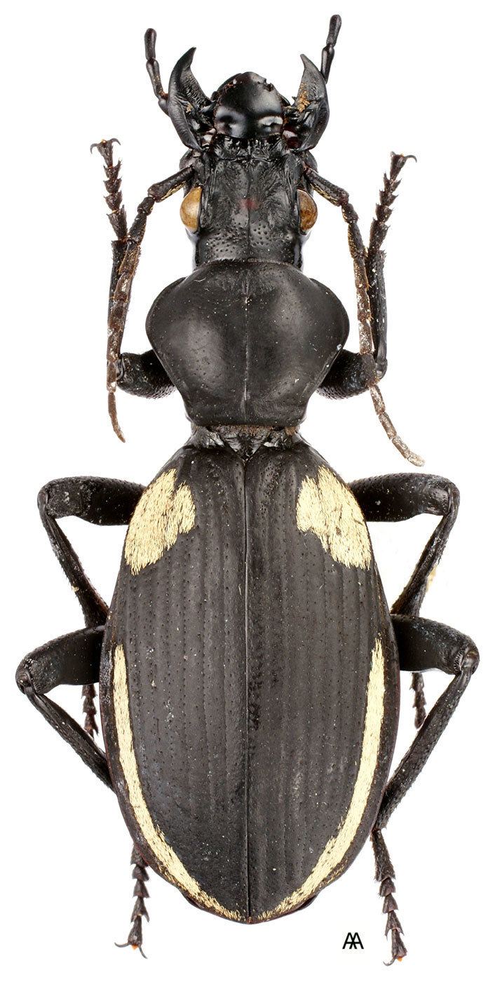 Anthia Genus Anthia Weber 1801 Carabidae