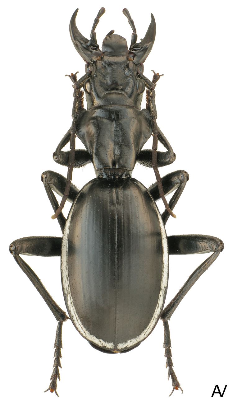 Anthia Genus Anthia Weber 1801 Carabidae