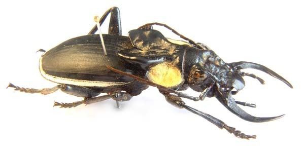 Anthia Beetles of Africa Catalog Page