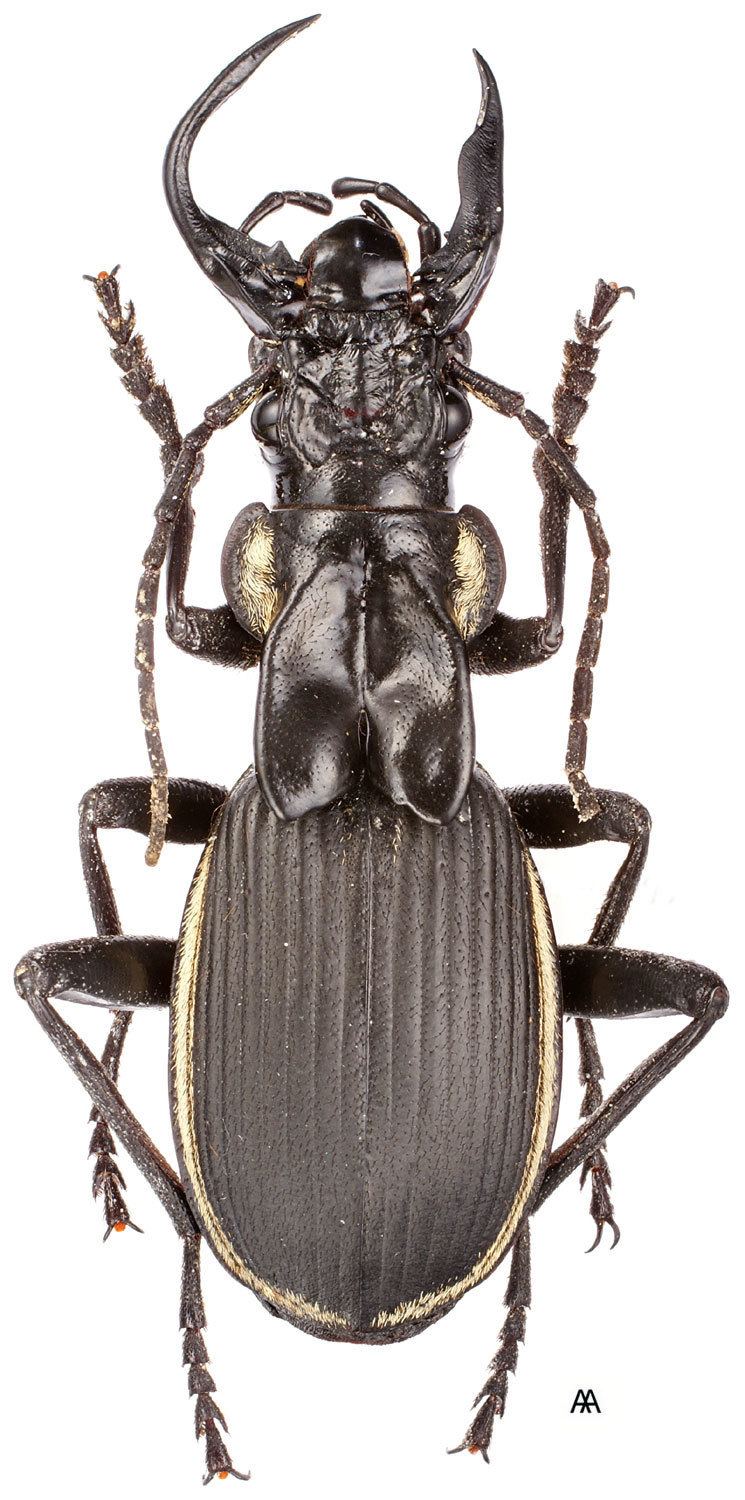 Anthia Subgenus Anthia Weber 1801 Carabidae