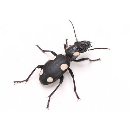 Anthia sexguttata mounted beetle bugs and insects for sale Anthia sexguttata domino