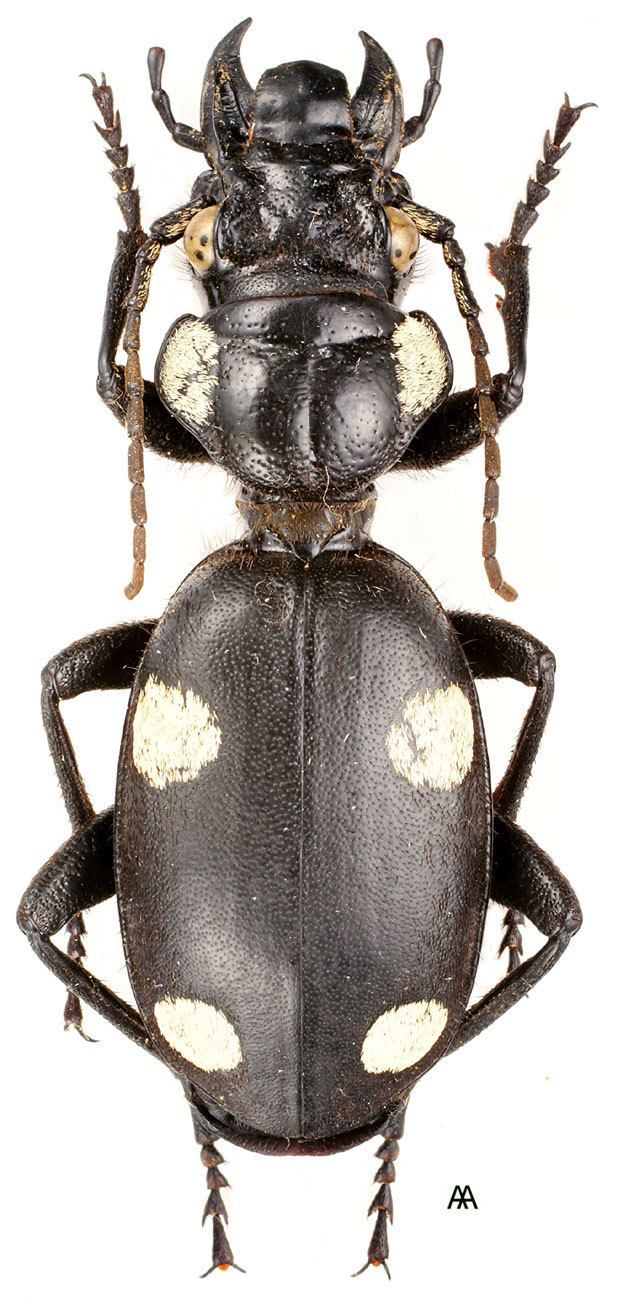 Anthia sexguttata Anthia Anthia sexguttata Fabricius 1775 Carabidae