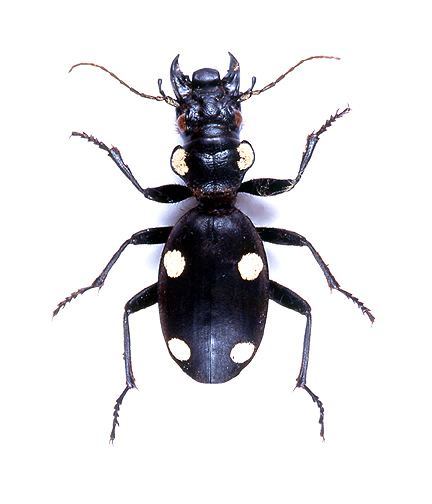 Anthia sexguttata godofinsectscom Giant Ground Beetle Anthia sexguttata